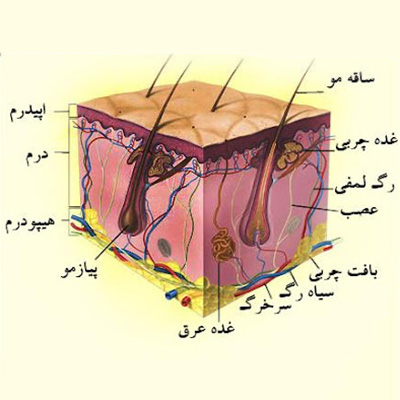 آناتومی پوست